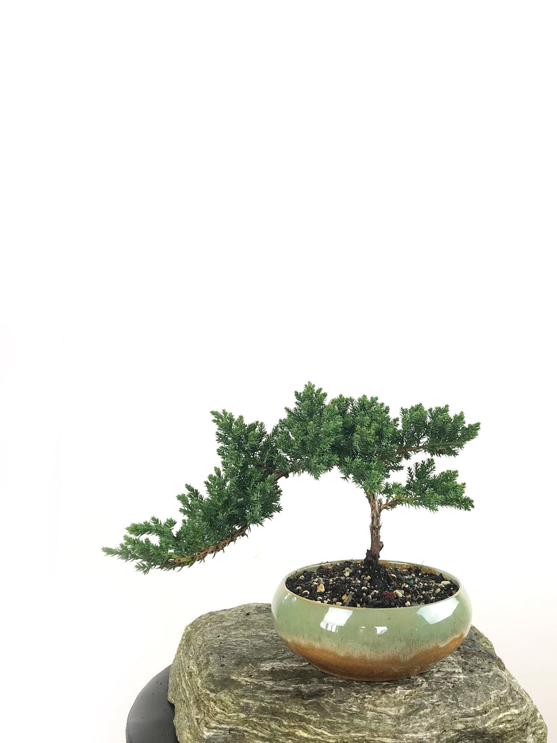 JAPANESE JUNIPER (1807167) - MiniGardens NZ