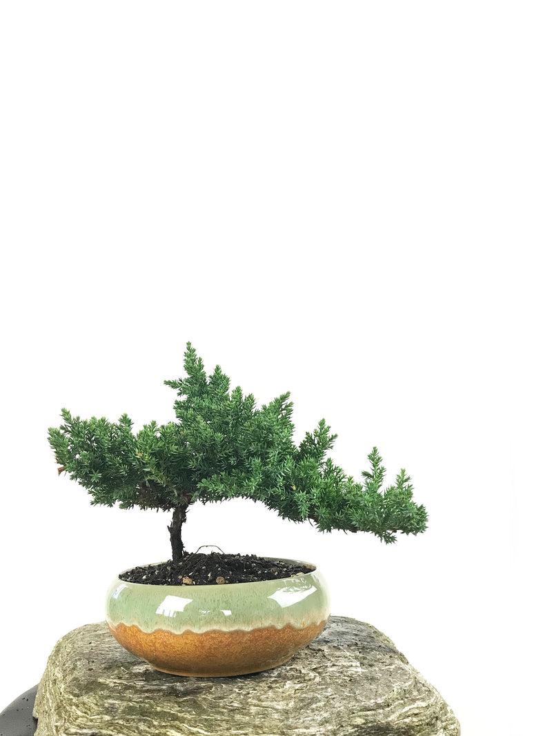 JAPANESE JUNIPER (1807168) - MiniGardens NZ