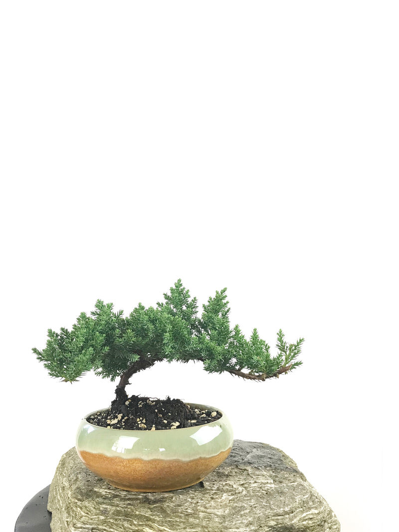 JAPANESE JUNIPER (1807169) - MiniGardens NZ