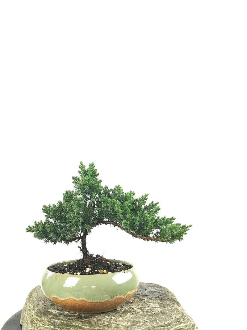 JAPANESE JUNIPER (1807170) - MiniGardens NZ