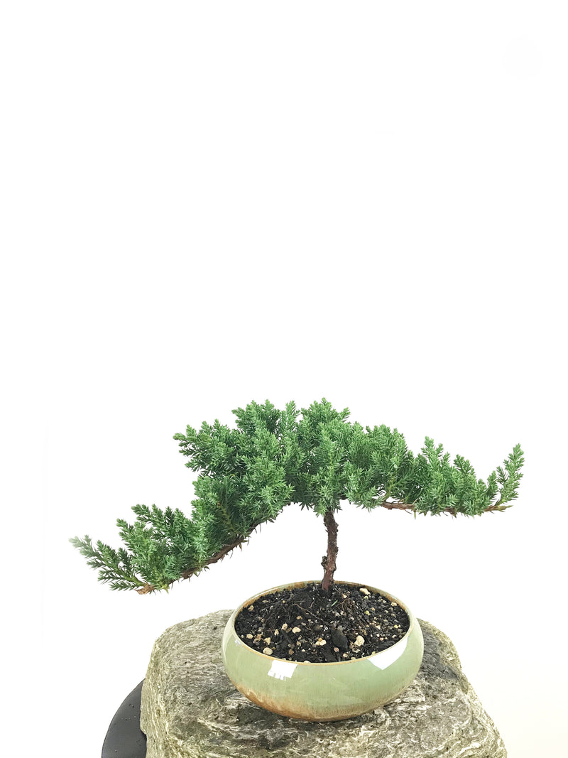 JAPANESE JUNIPER (1807171) - MiniGardens NZ