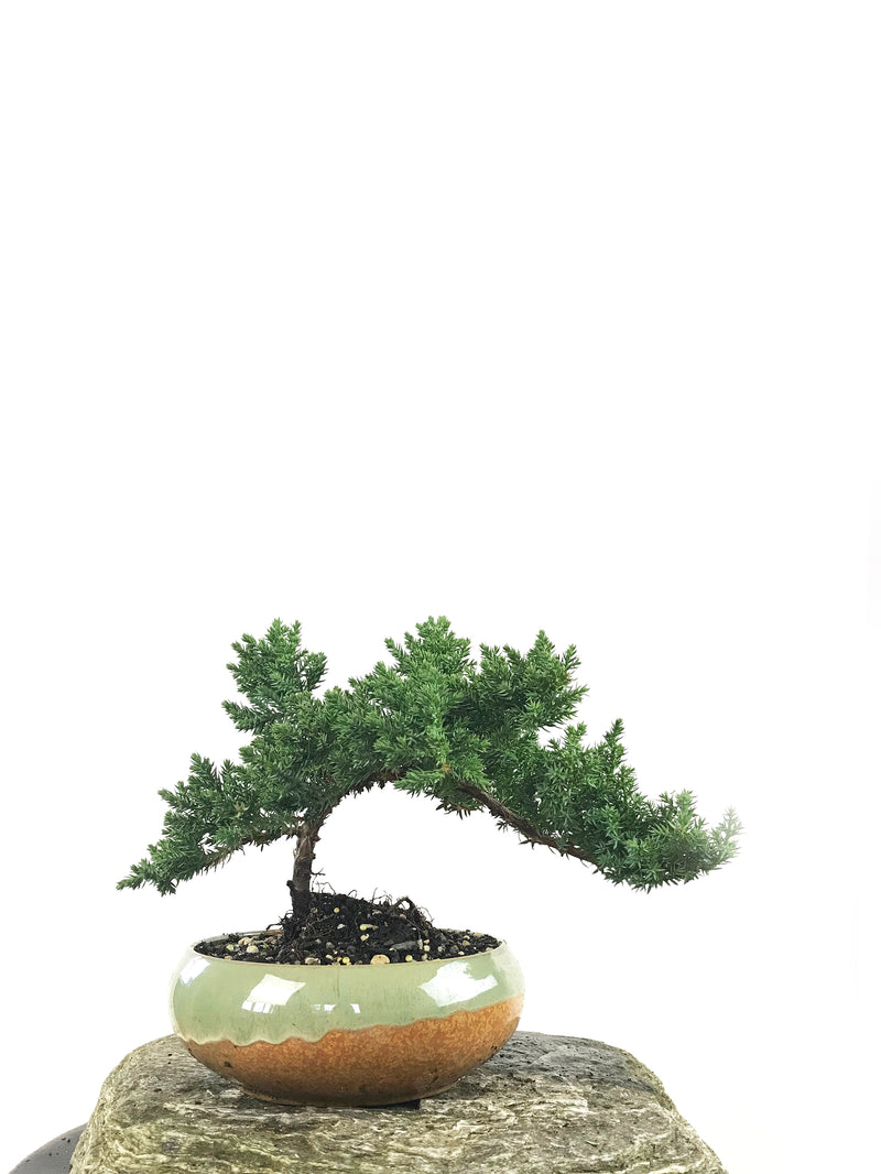 JAPANESE JUNIPER (1807173) - MiniGardens NZ