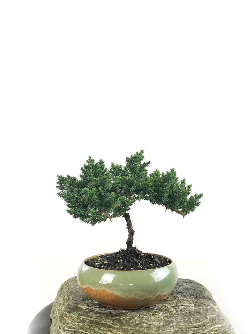 JAPANESE JUNIPER (1807174) - MiniGardens NZ