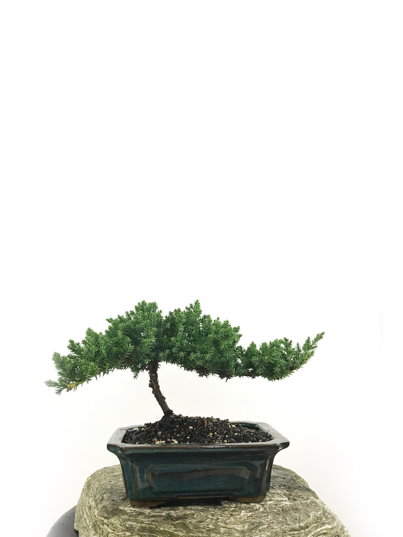 JAPANESE JUNIPER (1807175) - MiniGardens NZ