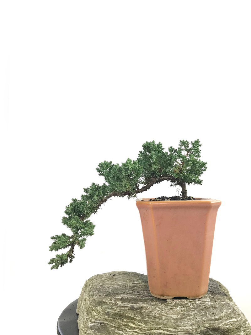 JAPANESE JUNIPER (1807176) - MiniGardens NZ