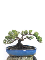 JAPANESE JUNIPER (1808177) - MiniGardens NZ