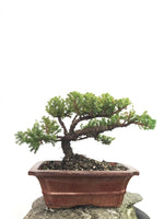 JAPANESE JUNIPER (1808178) - MiniGardens NZ