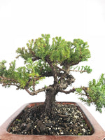 JAPANESE JUNIPER (1808178) - MiniGardens NZ