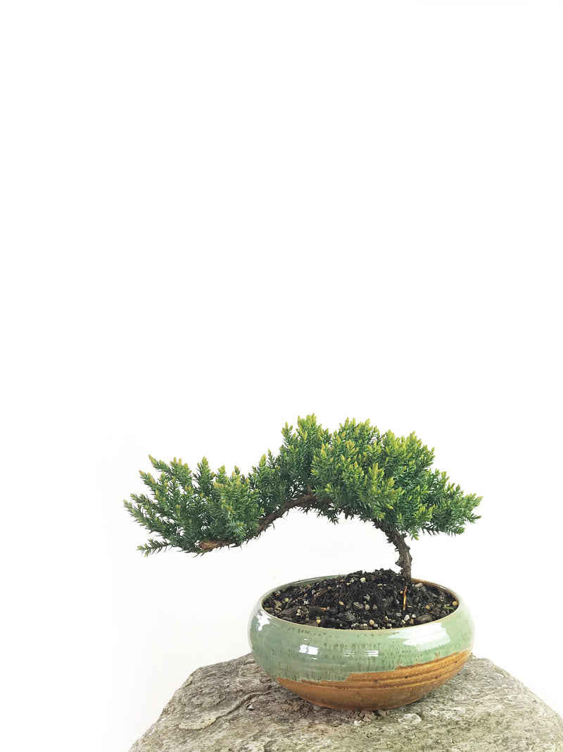 JAPANESE JUNIPER (1808180) - MiniGardens NZ