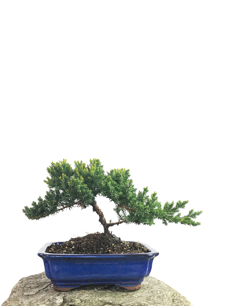 JAPANESE JUNIPER (1808184) - MiniGardens NZ