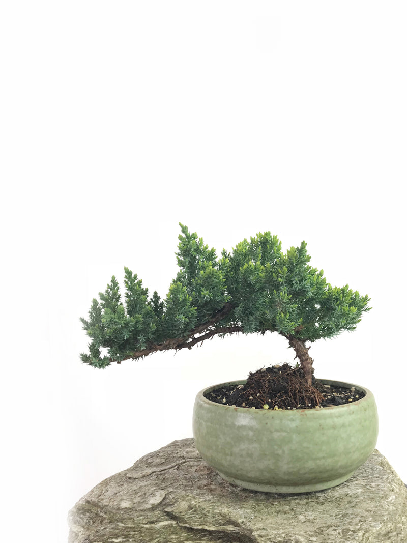 JAPANESE JUNIPER (1808186) - MiniGardens NZ