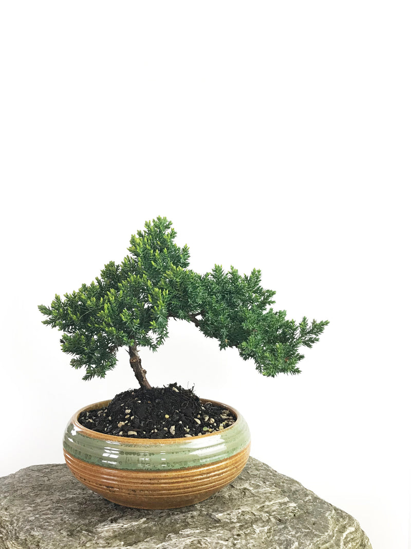 JAPANESE JUNIPER (1808189) - MiniGardens NZ