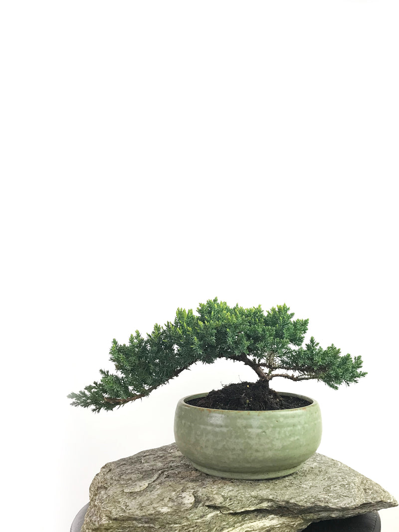 JAPANESE JUNIPER (1808191) - MiniGardens NZ