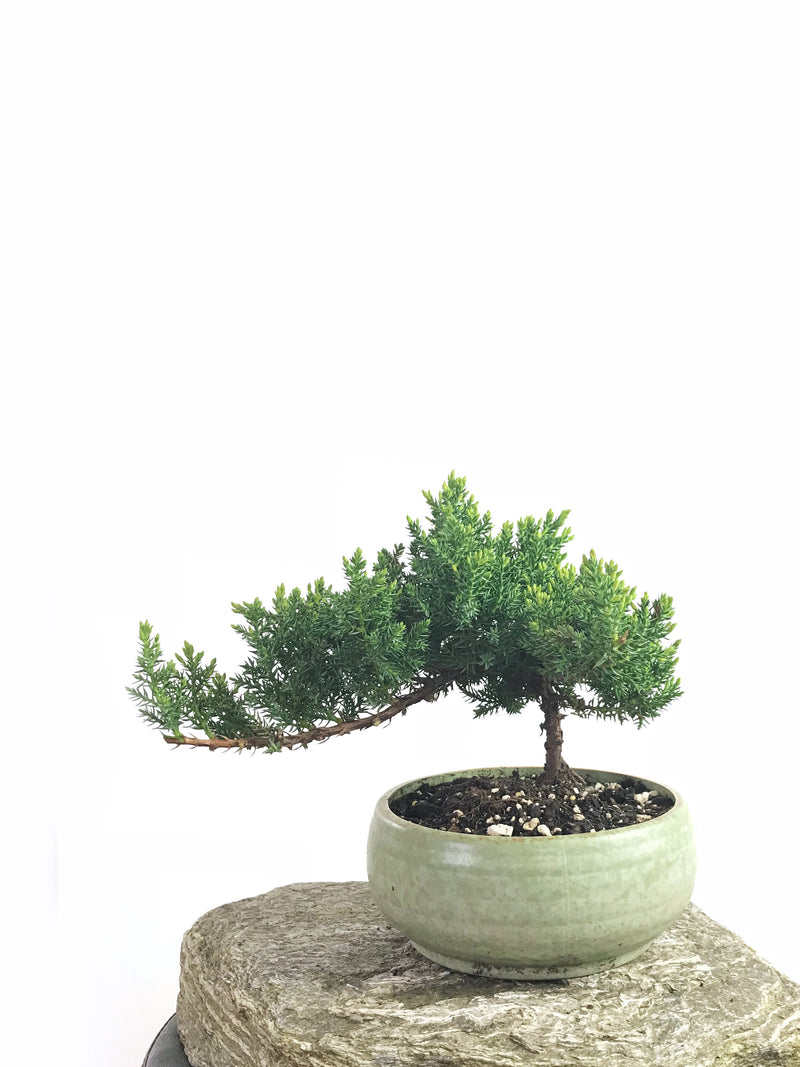 JAPANESE JUNIPER (1808192) - MiniGardens NZ