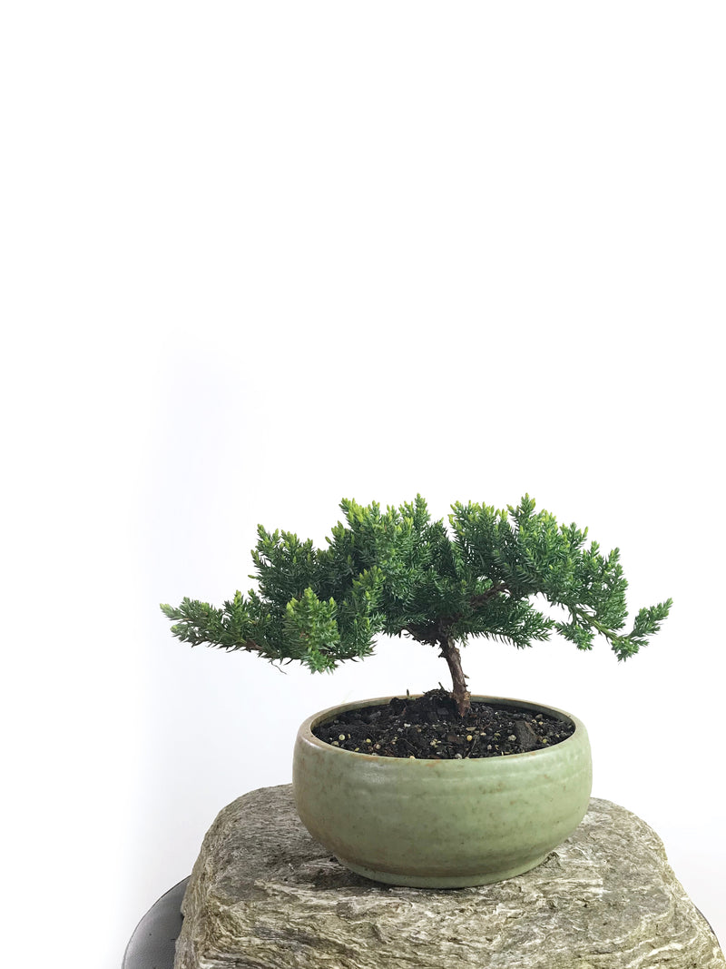 JAPANESE JUNIPER (1808193) - MiniGardens NZ