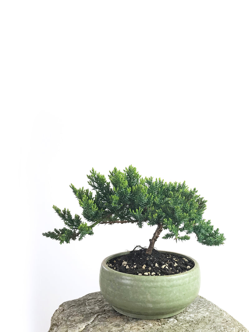 JAPANESE JUNIPER (1808195) - MiniGardens NZ