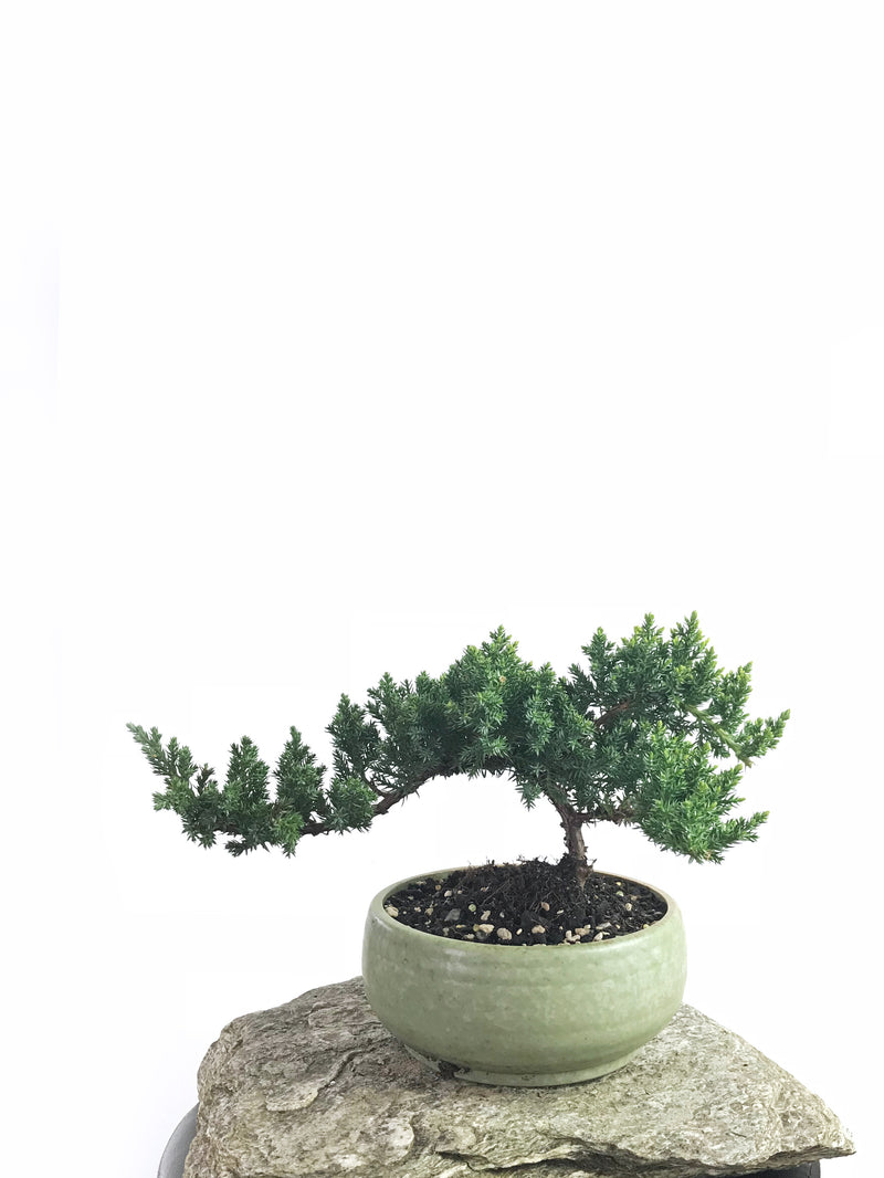 JAPANESE JUNIPER (1808196) - MiniGardens NZ