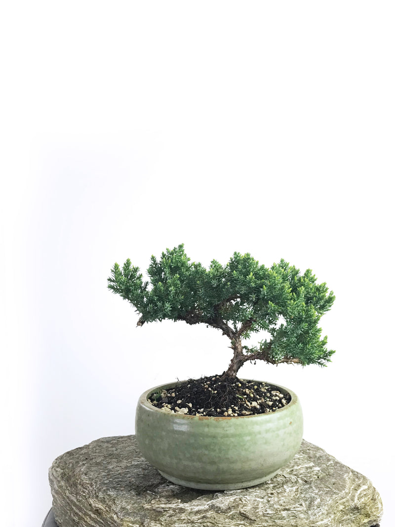 JAPANESE JUNIPER (1808198) - MiniGardens NZ