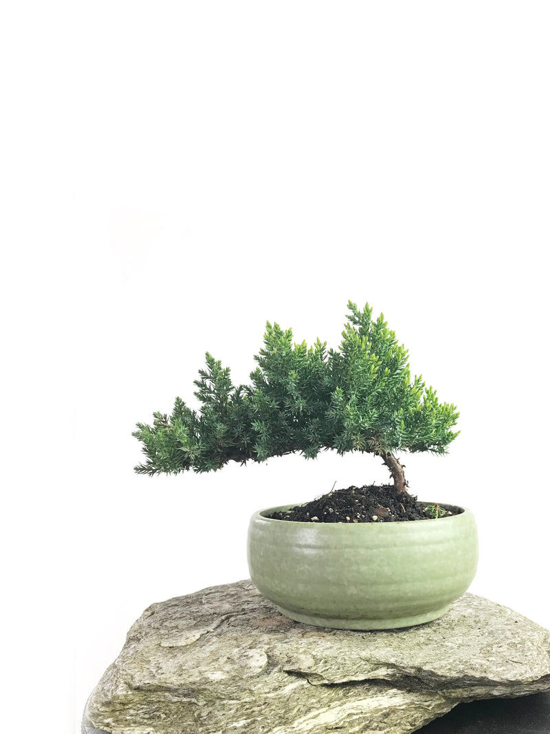 JAPANESE JUNIPER (1808199) - MiniGardens NZ