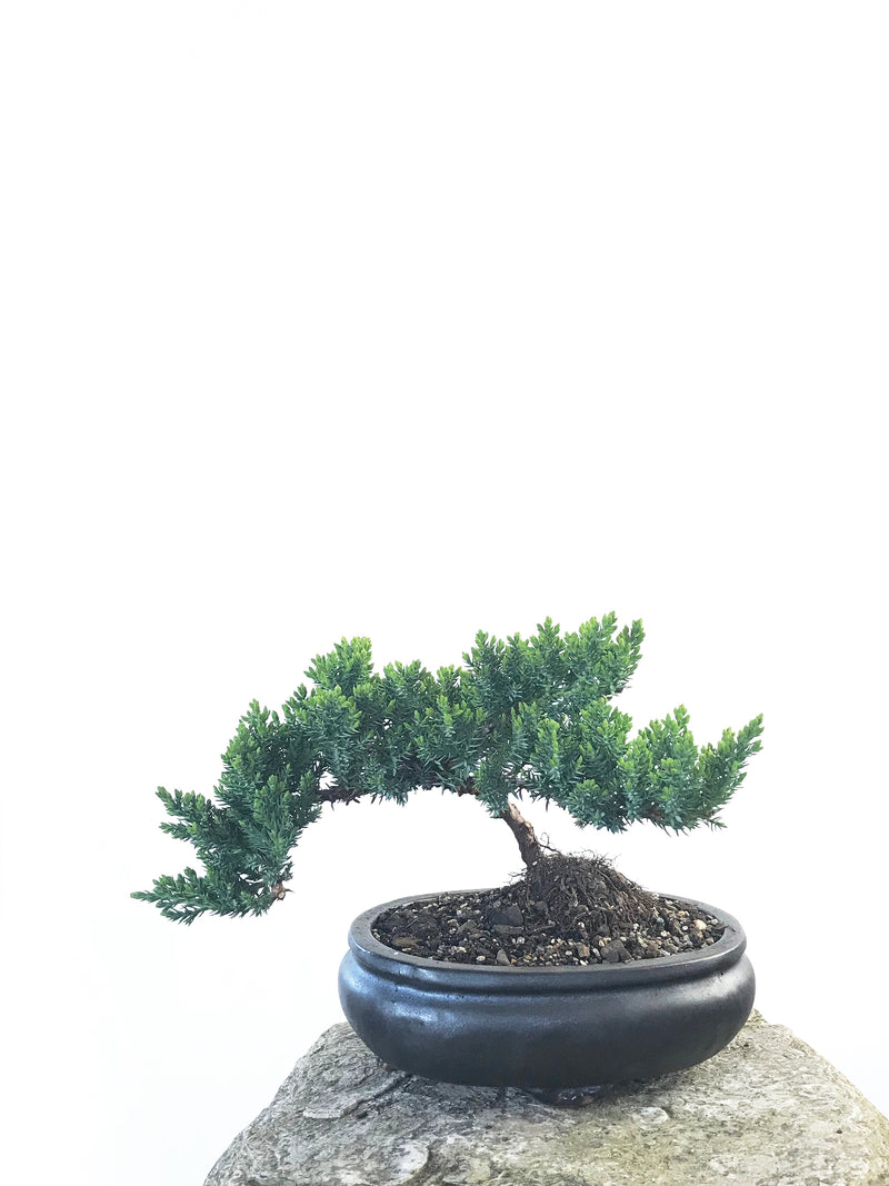 JAPANESE JUNIPER (JP1809200) - MiniGardens NZ