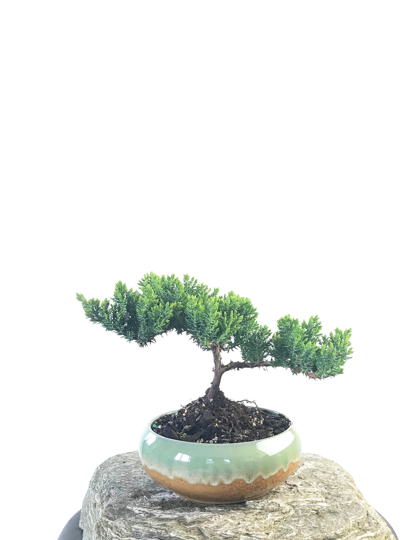 JAPANESE JUNIPER (JP1809202) - MiniGardens NZ
