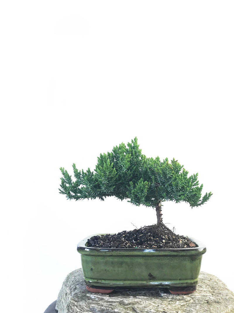 JAPANESE JUNIPER (JP1809204) - MiniGardens NZ