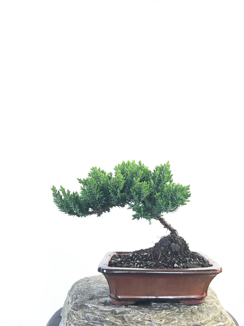 JAPANESE JUNIPER (JP1809206) - MiniGardens NZ