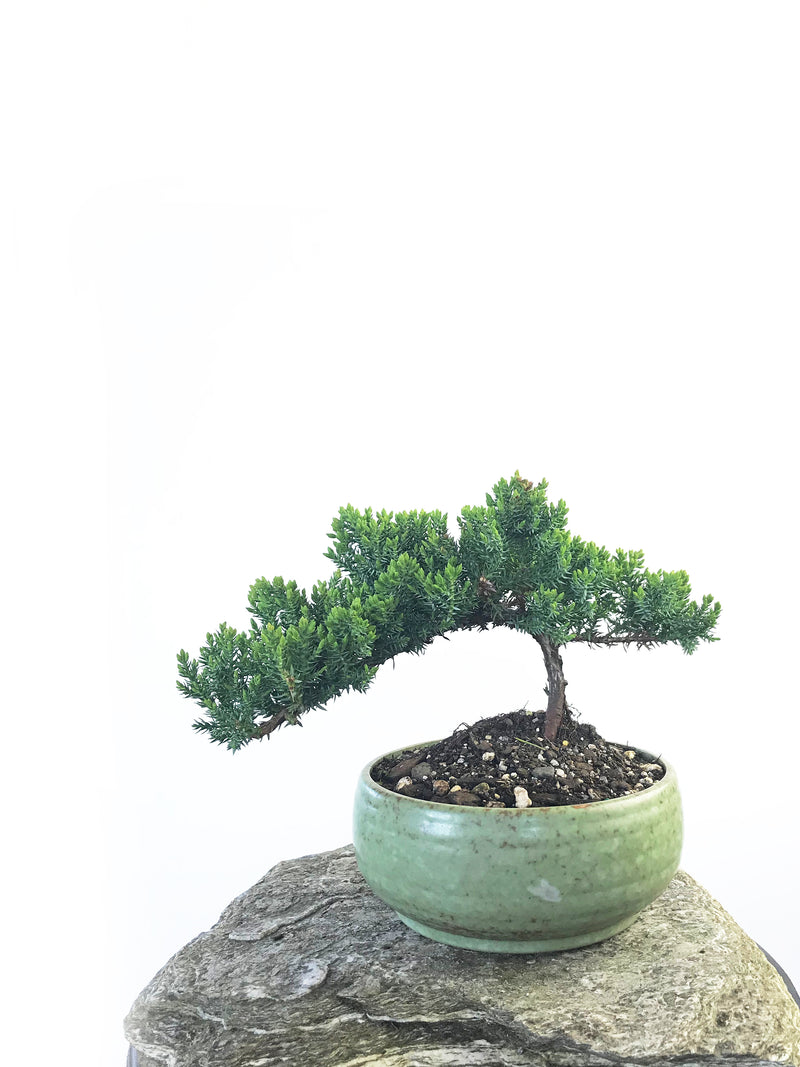 JAPANESE JUNIPER (JP1809207) - MiniGardens NZ