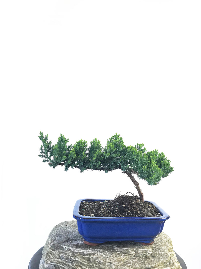 JAPANESE JUNIPER (JP1809208) - MiniGardens NZ