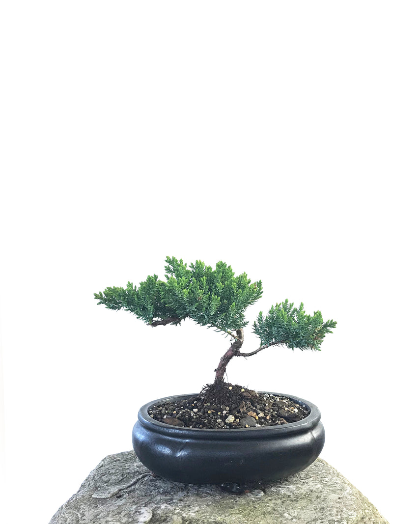 JAPANESE JUNIPER (JP1809209) - MiniGardens NZ