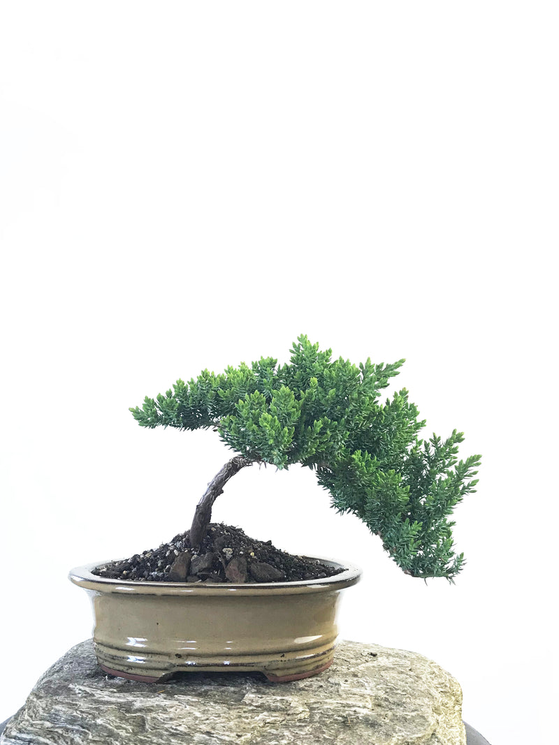 JAPANESE JUNIPER (JP1809210) - MiniGardens NZ