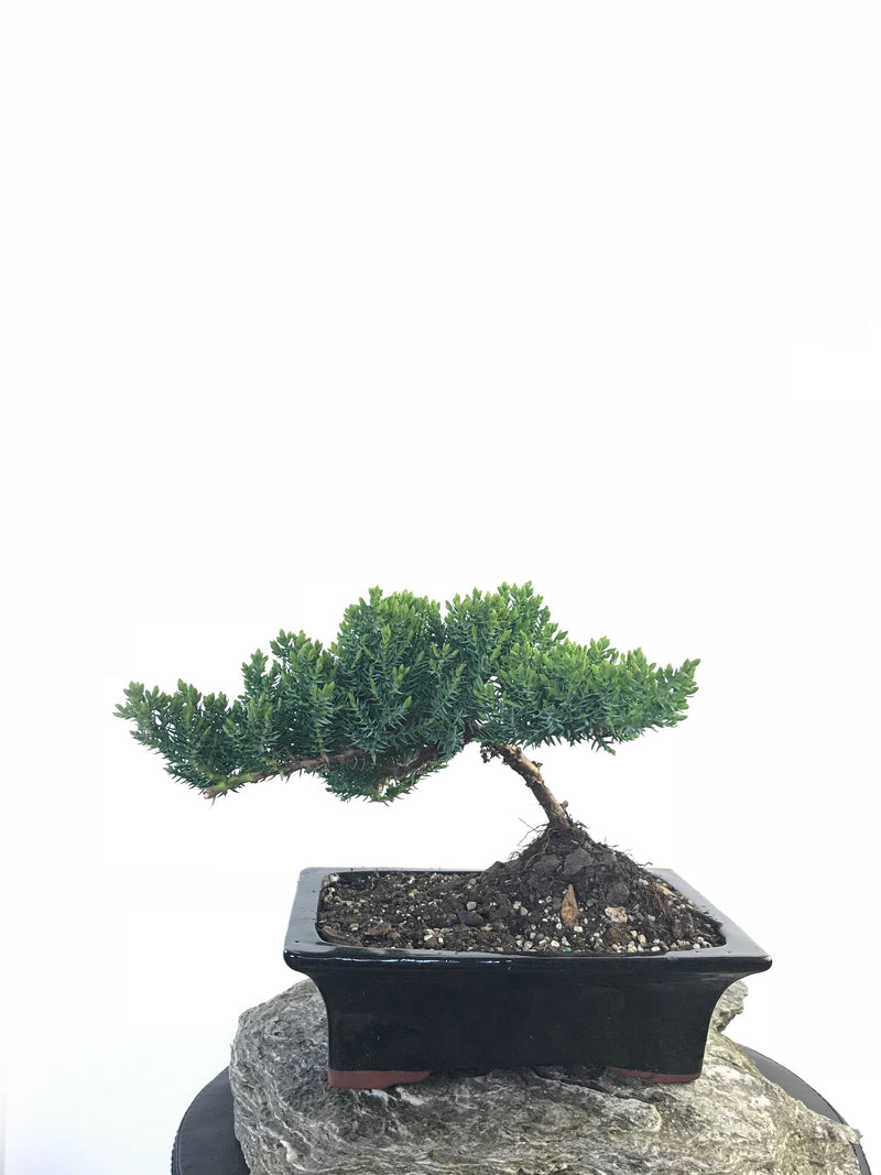 JAPANESE JUNIPER (JP1809212) - MiniGardens NZ