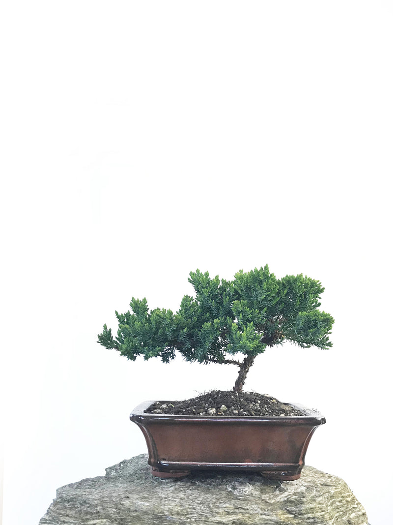 JAPANESE JUNIPER (JP1809213) - MiniGardens NZ