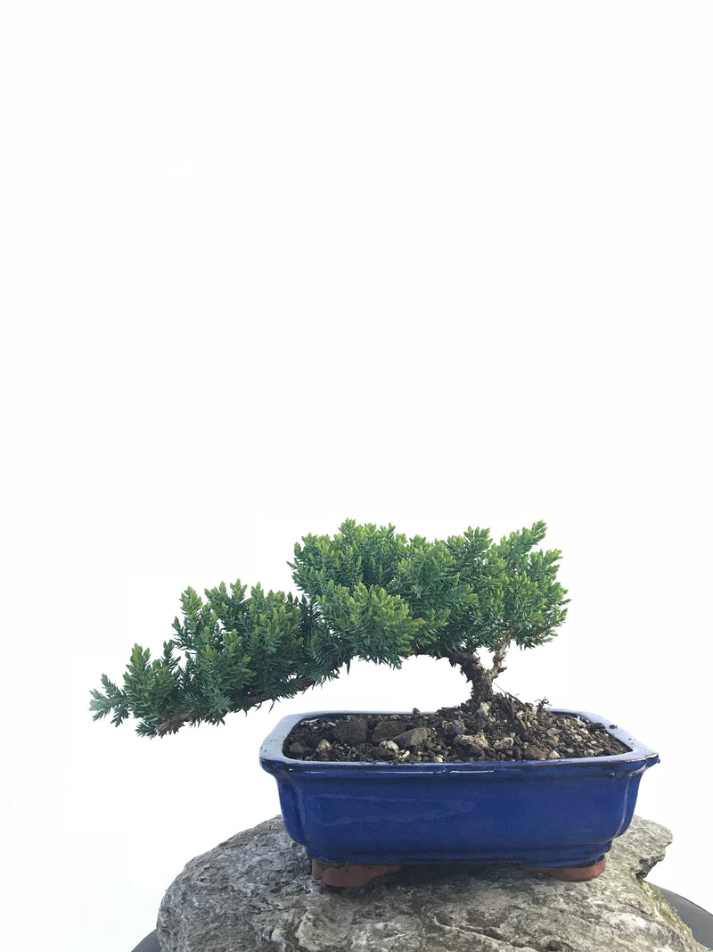 JAPANESE JUNIPER (JP1809214) - MiniGardens NZ