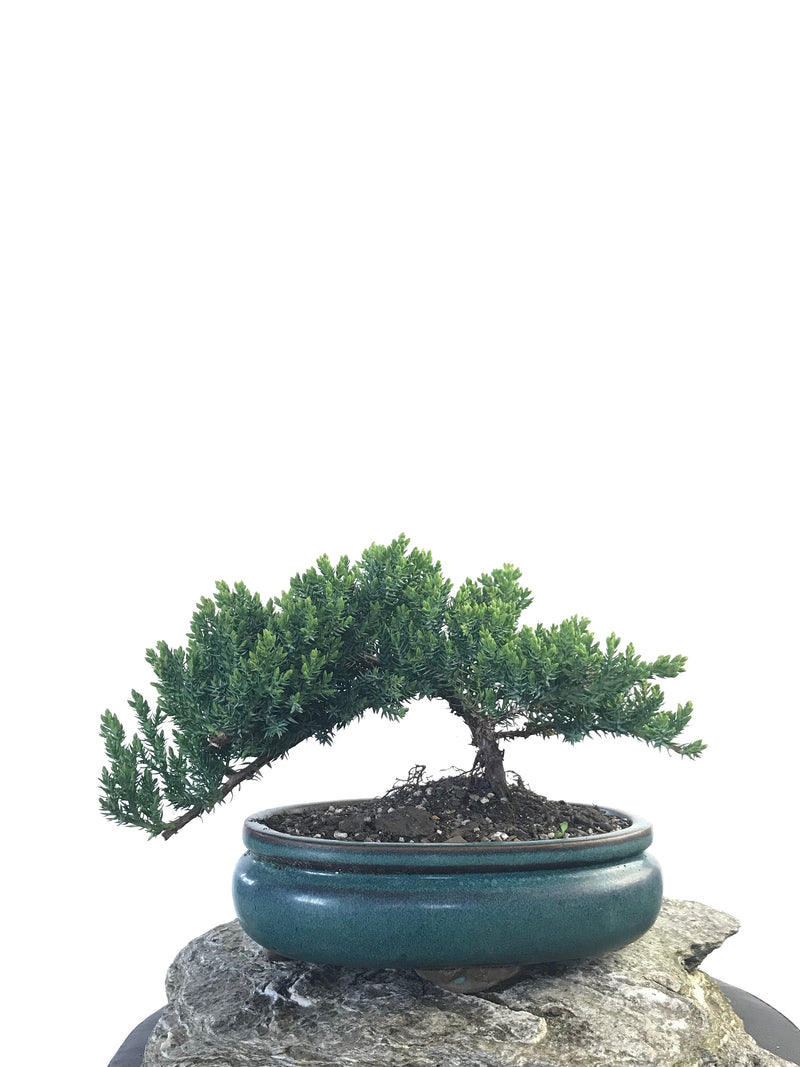 JAPANESE JUNIPER (JP1809215) - MiniGardens NZ