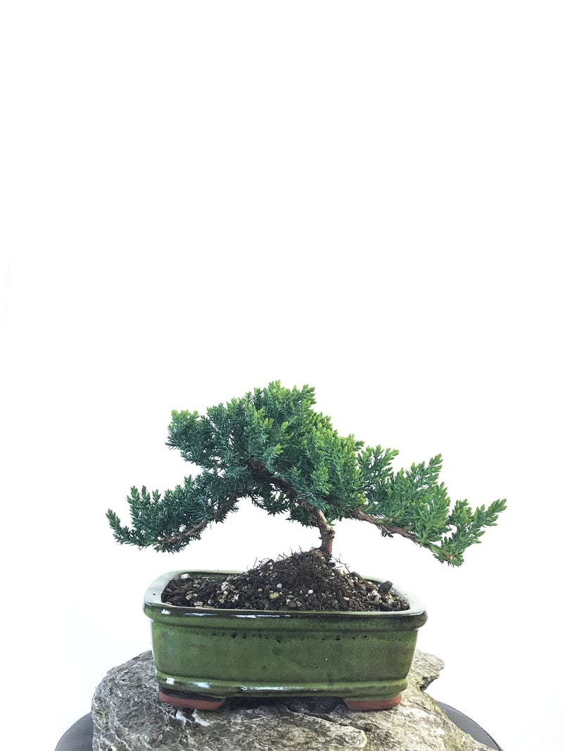 JAPANESE JUNIPER (JP1809216) - MiniGardens NZ