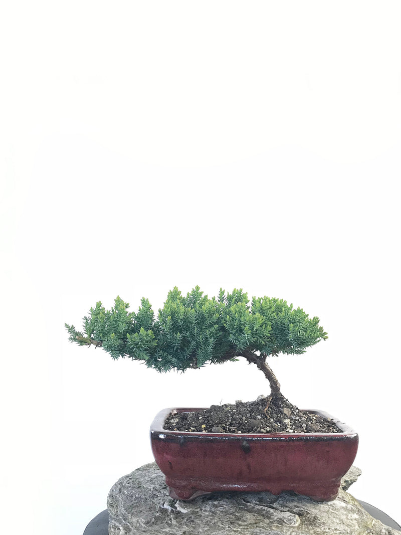 JAPANESE JUNIPER (JP1809217) - MiniGardens NZ