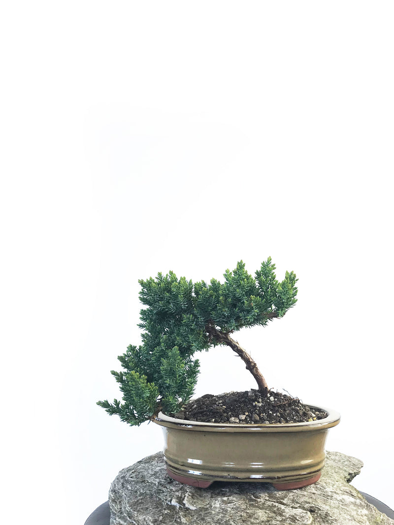 JAPANESE JUNIPER (JP1809218) - MiniGardens NZ