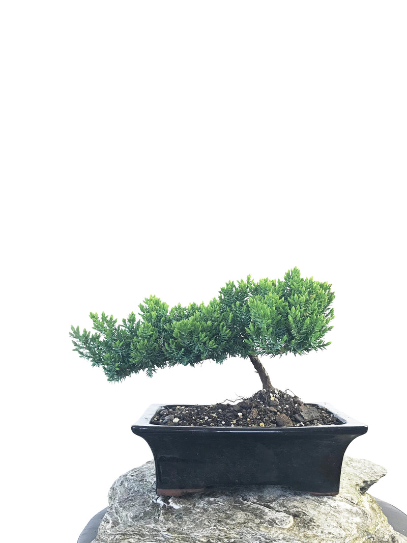 JAPANESE JUNIPER (JP1809219) - MiniGardens NZ