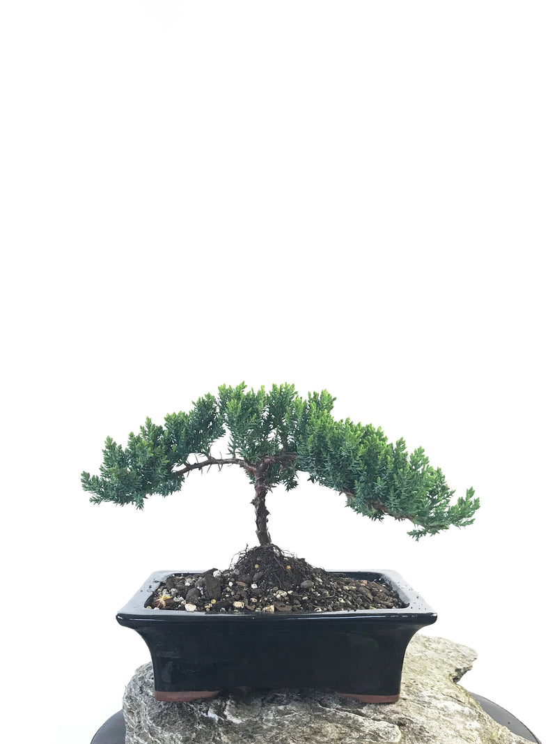 JAPANESE JUNIPER (JP1809221) - MiniGardens NZ