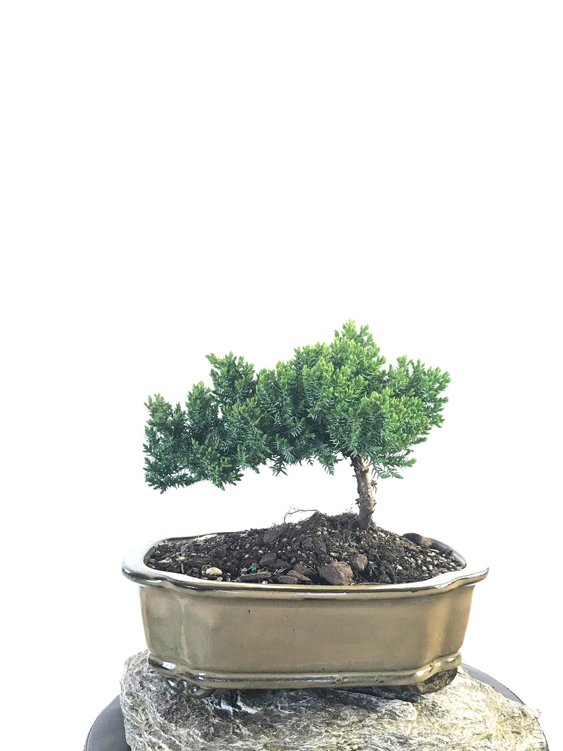 JAPANESE JUNIPER (JP1809222) - MiniGardens NZ