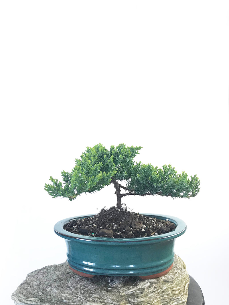 JAPANESE JUNIPER (JP1809223) - MiniGardens NZ