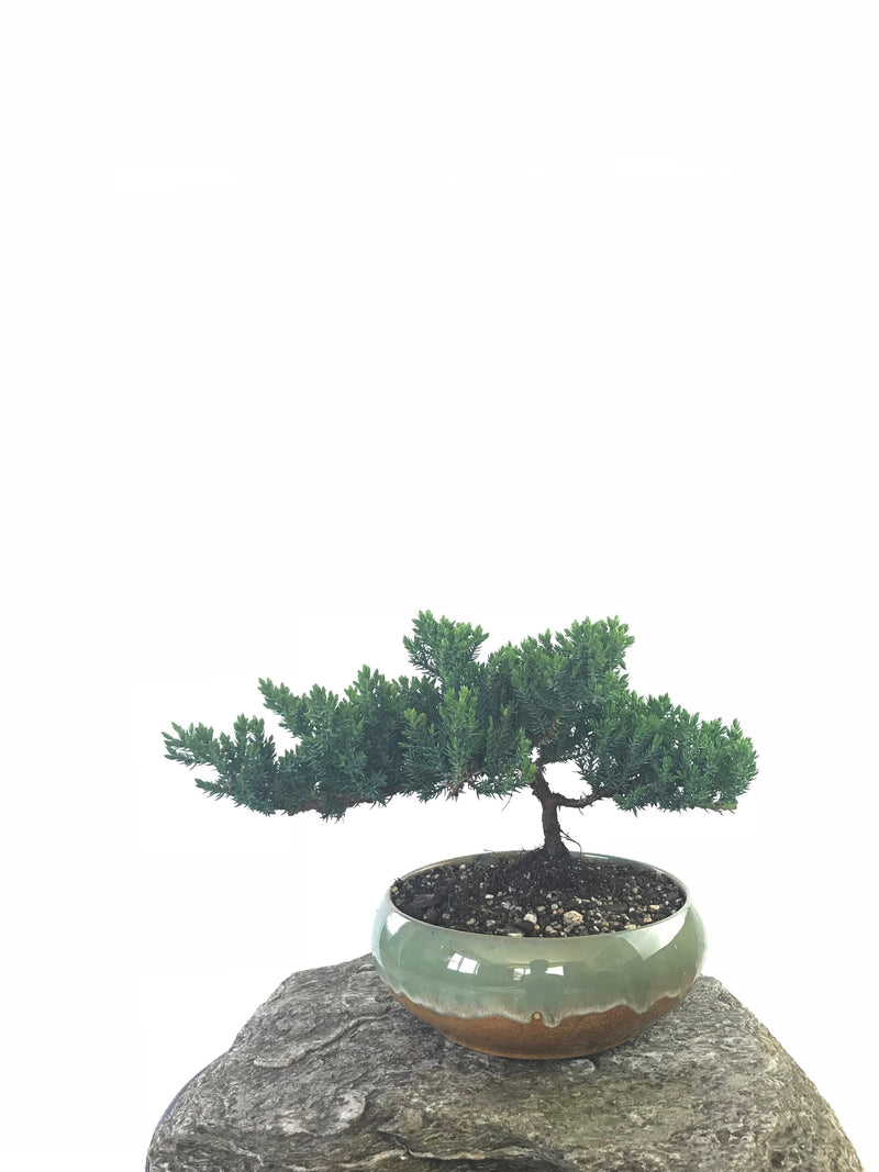 JAPANESE JUNIPER (JP1809224) - MiniGardens NZ