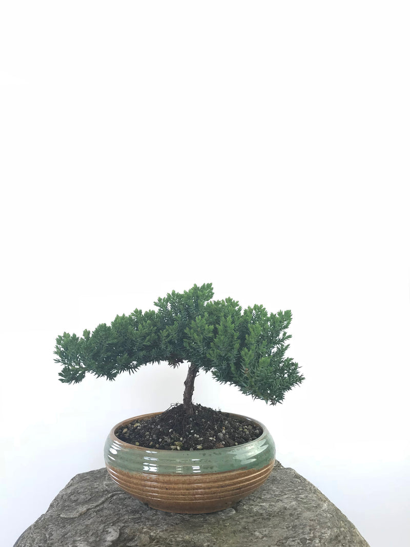 JAPANESE JUNIPER (JP1809225) - MiniGardens NZ