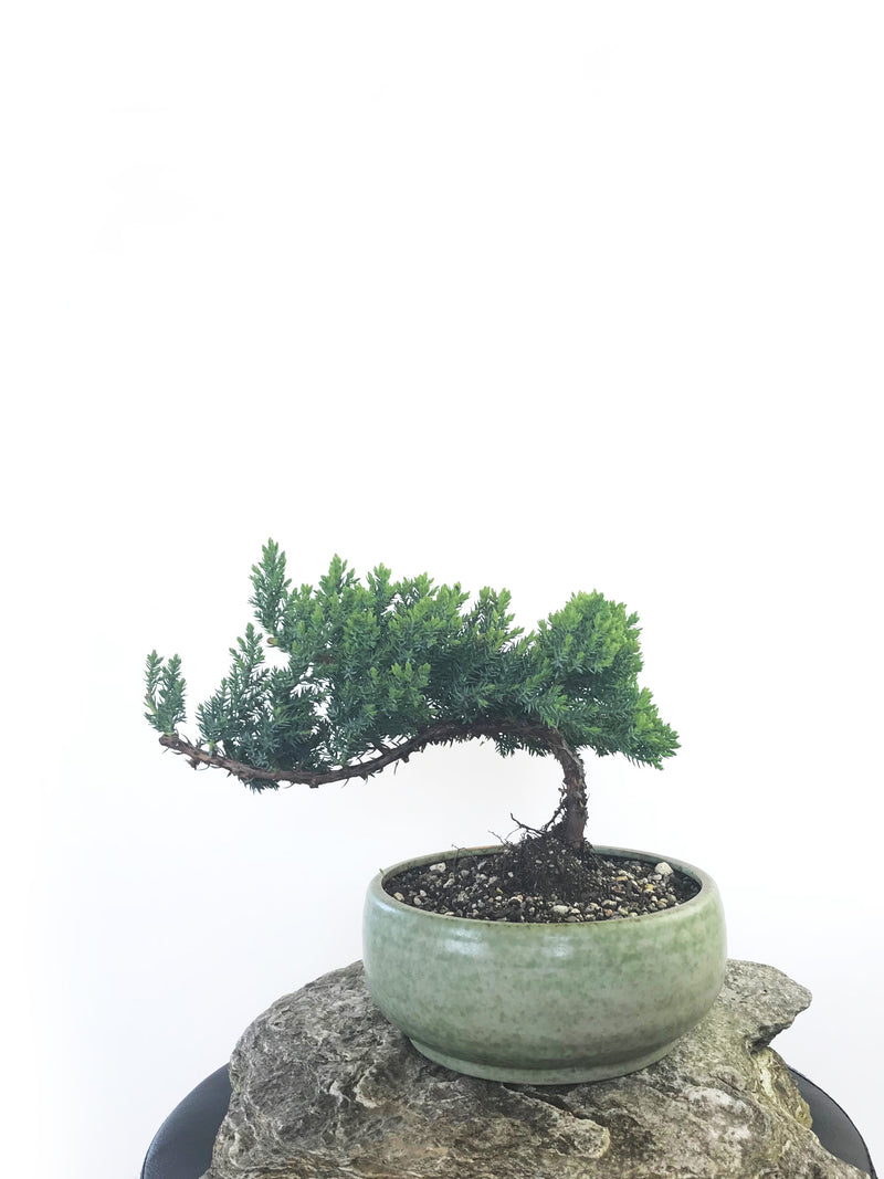 JAPANESE JUNIPER (JP1809231) - MiniGardens NZ