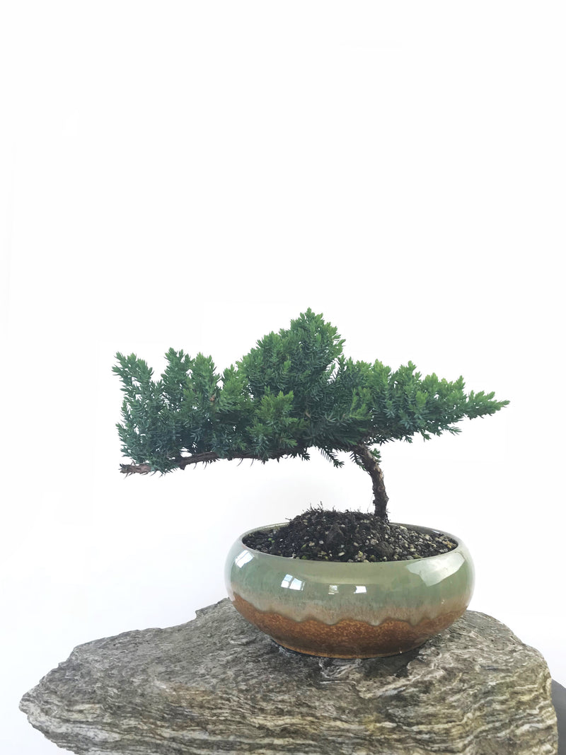 JAPANESE JUNIPER (JP1809233) - MiniGardens NZ