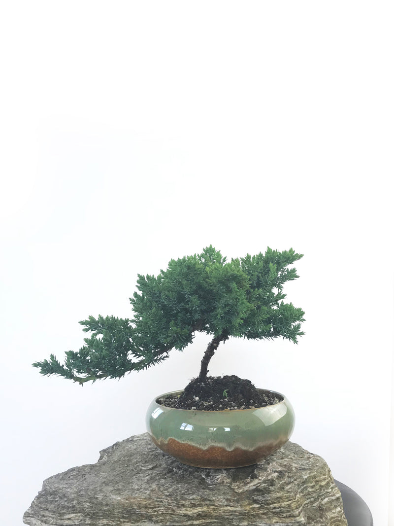 JAPANESE JUNIPER (JP1809234) - MiniGardens NZ