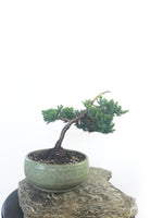 JAPANESE JUNIPER (JP1809235) - MiniGardens NZ