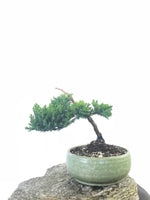 JAPANESE JUNIPER (JP1809235) - MiniGardens NZ