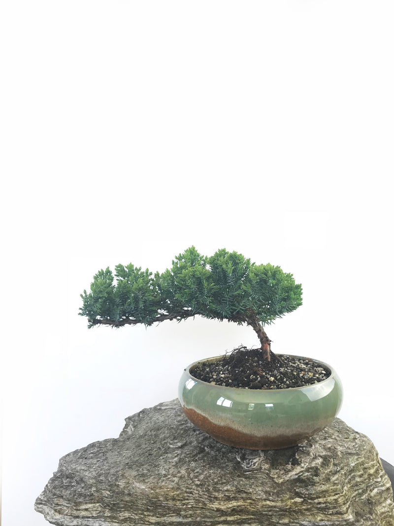 JAPANESE JUNIPER (JP1809236) - MiniGardens NZ